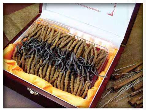 桦甸冬虫夏草回收